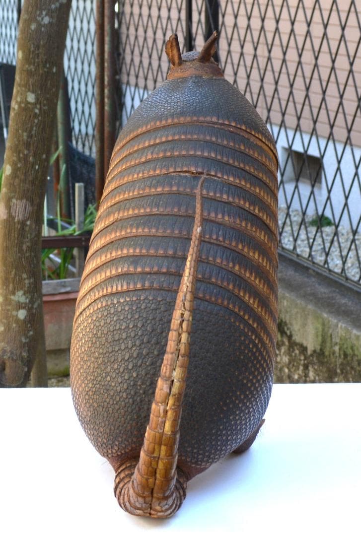 即決　剥製　ココノオビアルマジロ　置物　飾り物「国際希少野生動植物種」指定外