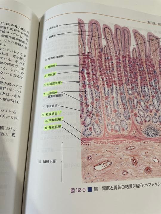 diFiore人体組織図譜