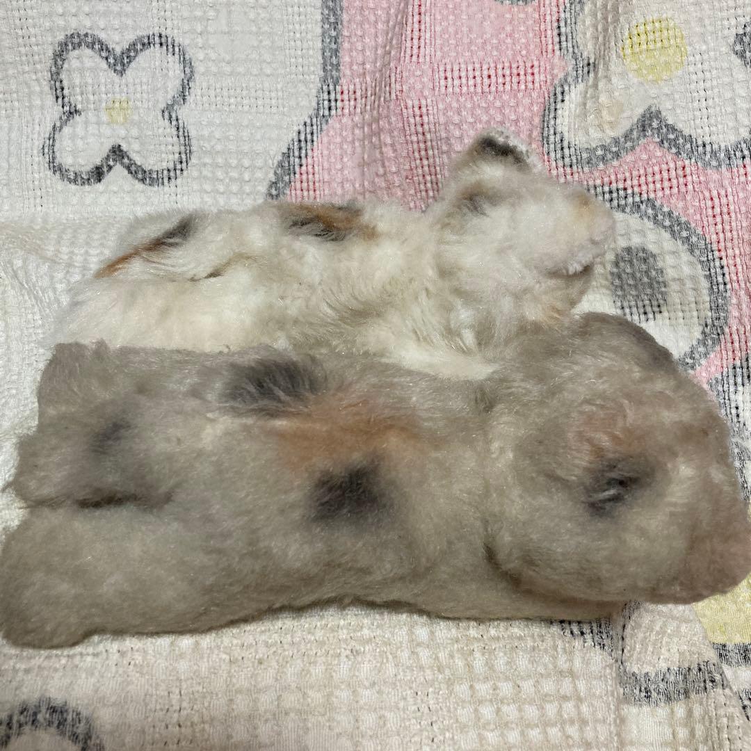 昭和レトロ　ヴィンテージ Meiji 明治　ノベルティ　猫　ぬいぐるみ　2こ