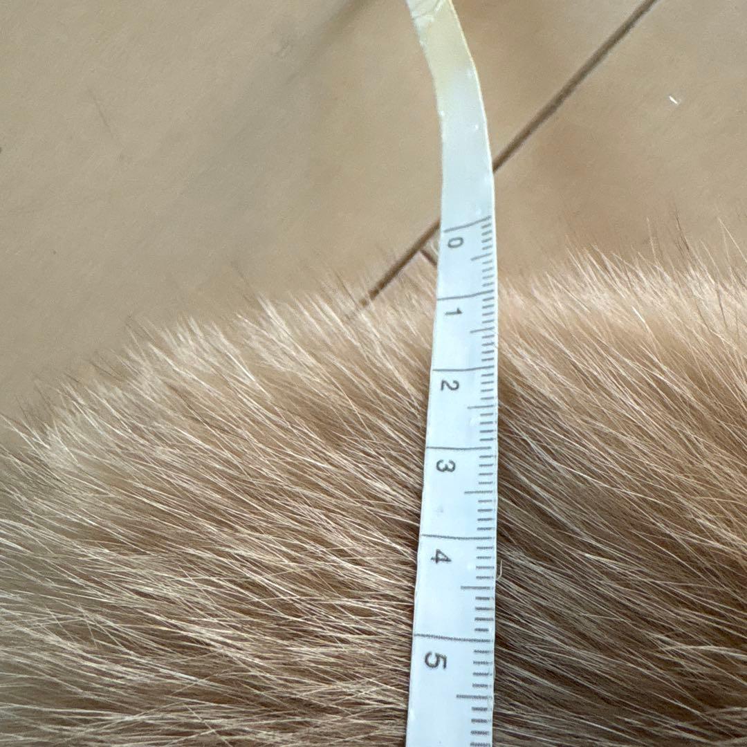 【しば犬母】サガフォックス　サガファー