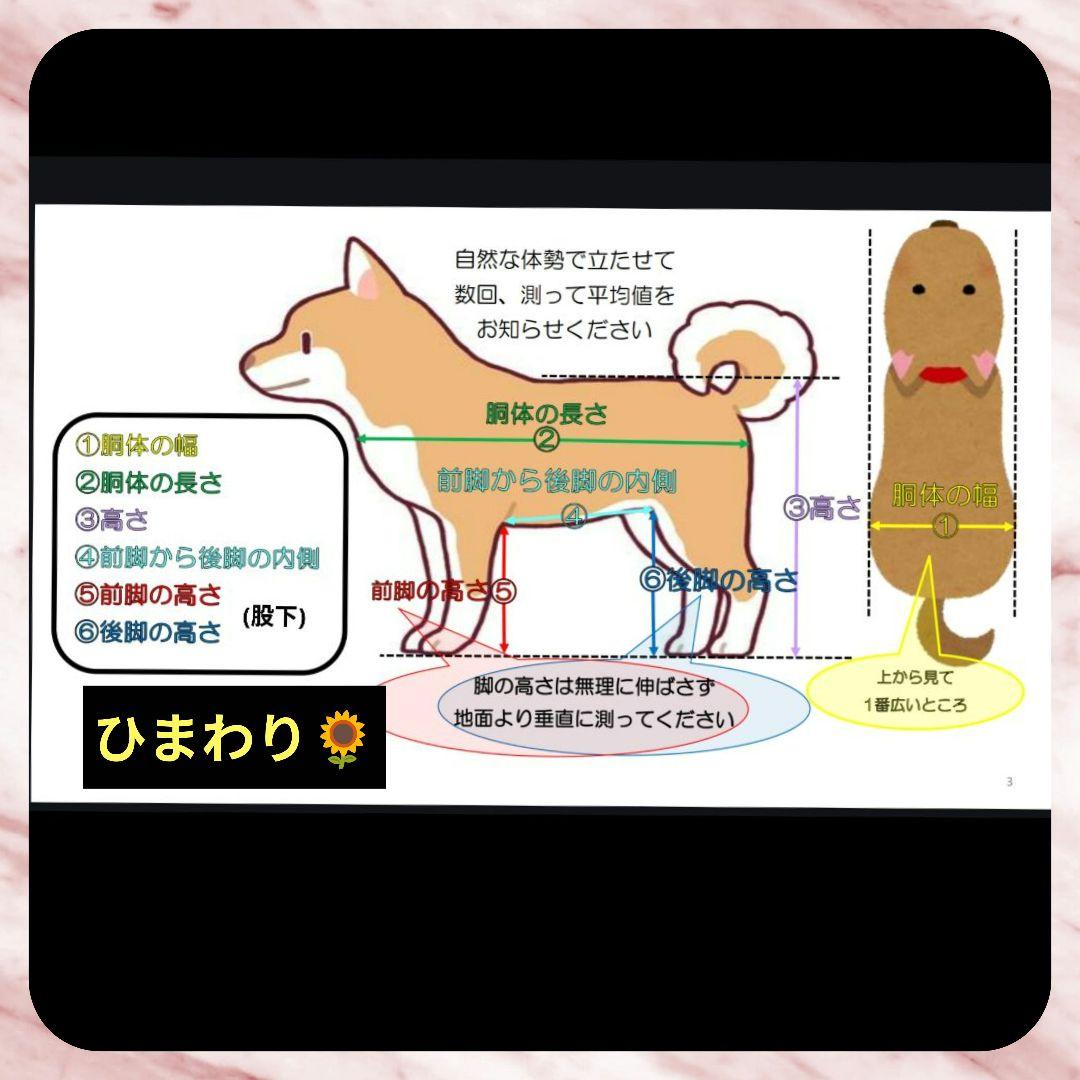 さだはる　アメコカ4輪　リハビリ　食事補助　犬用車椅子　介護　犬の歩行器