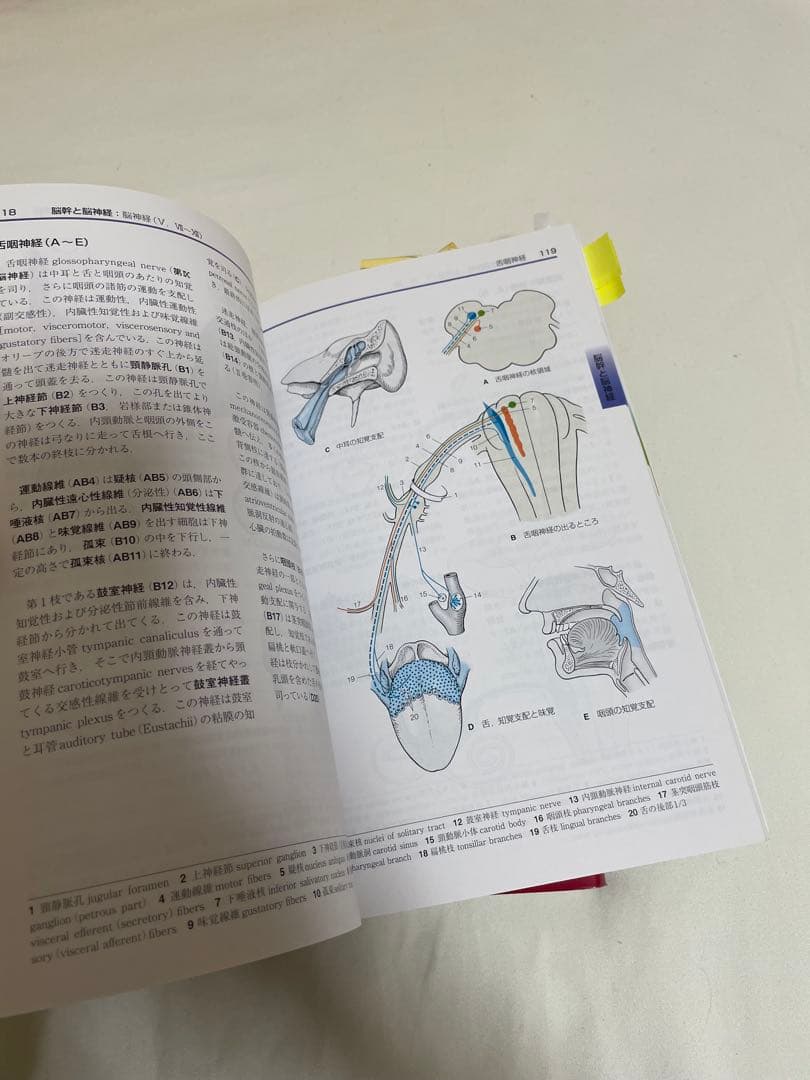 アトラス　解剖学　第6版