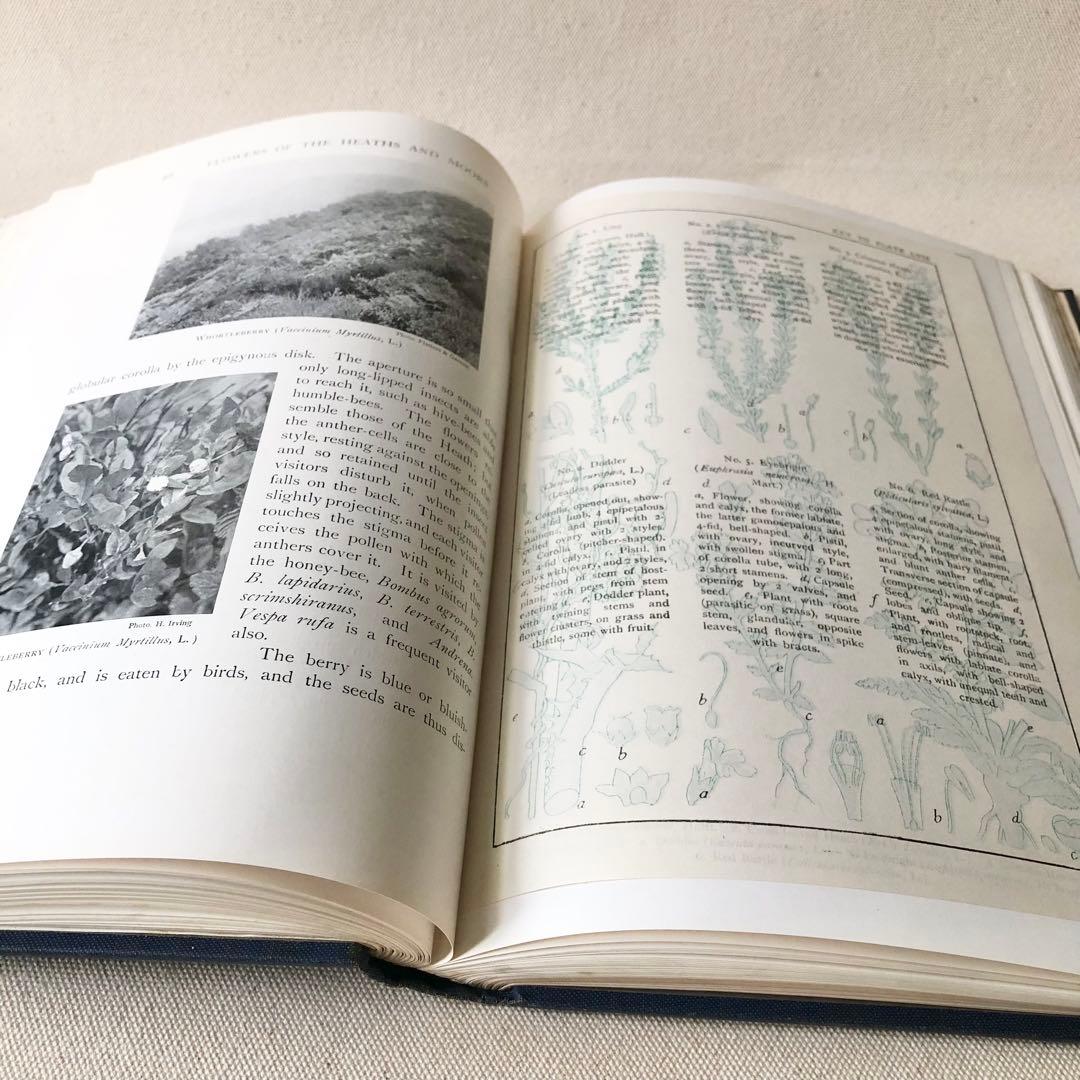 1919年 希少　イギリスの野生植物図鑑 BWF5 アンティーク