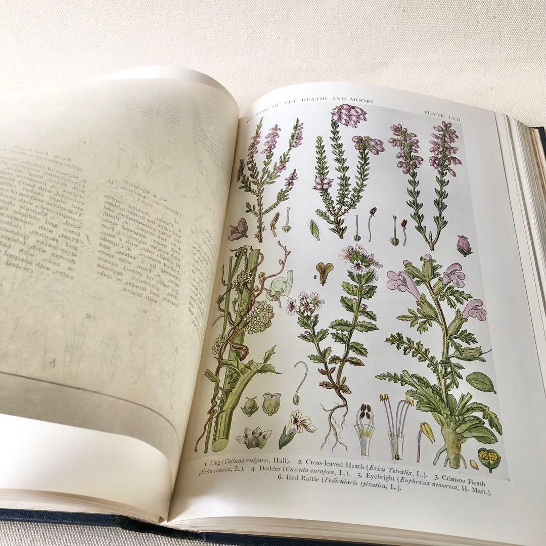 1919年 希少　イギリスの野生植物図鑑 BWF5 アンティーク