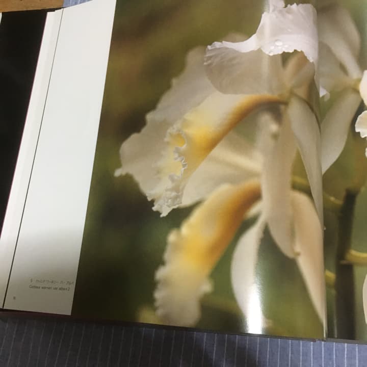 蘭=百花譜 杵島隆作品集/杵島隆