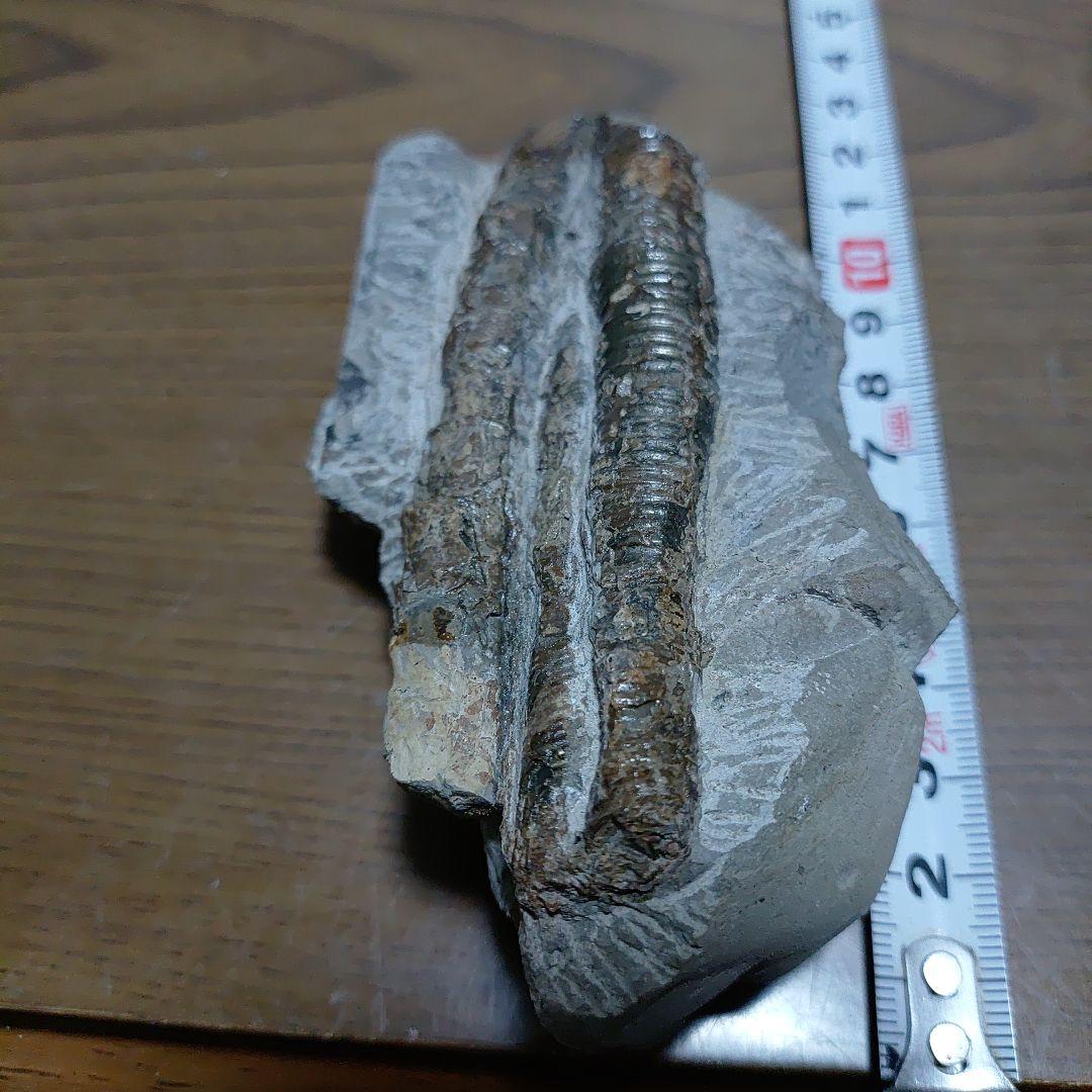 北海道アンモナイト異常巻き２種類