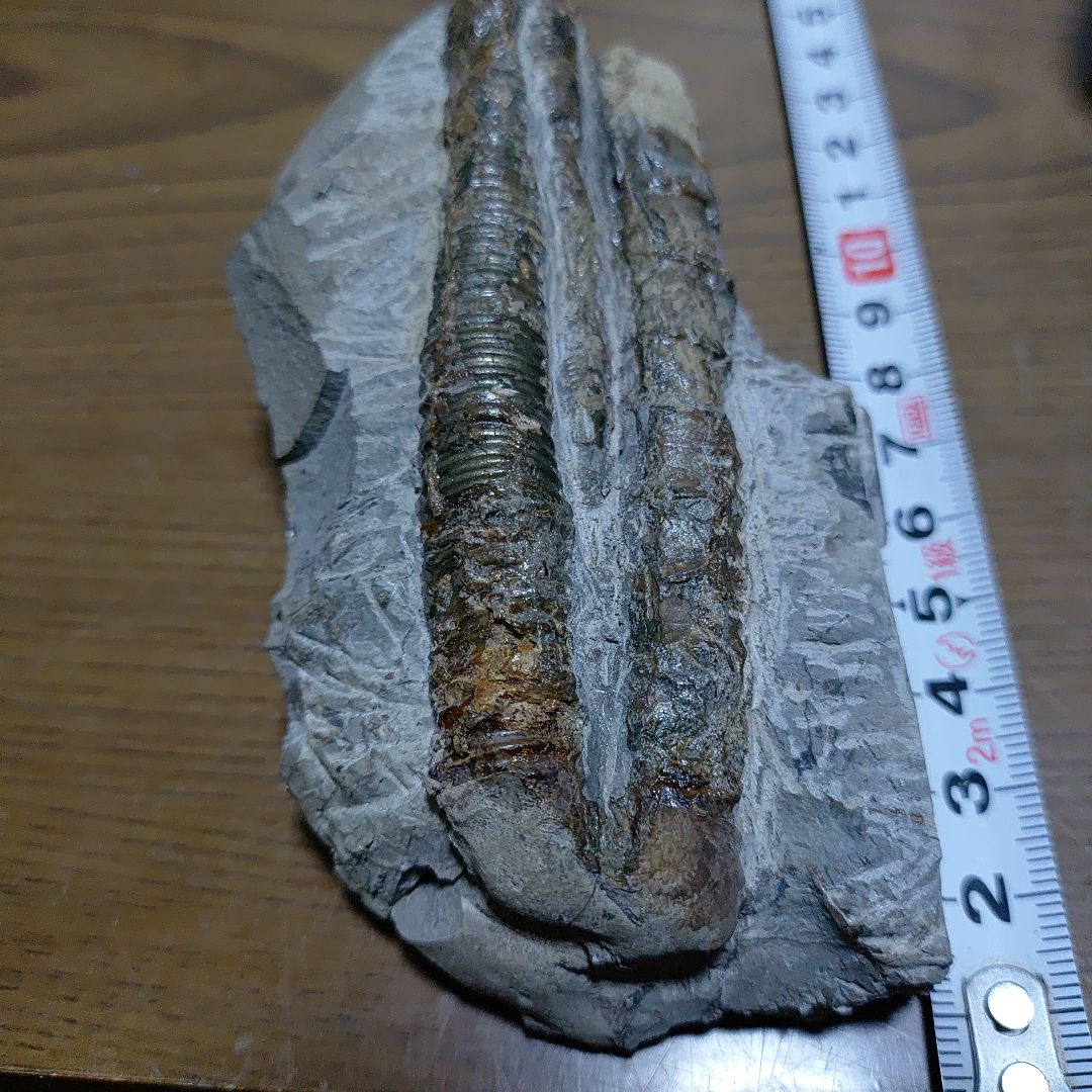 北海道アンモナイト異常巻き２種類