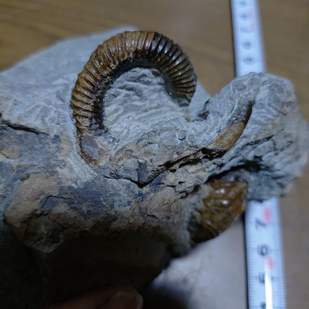 北海道アンモナイト異常巻き２種類