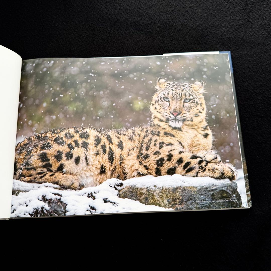 【絶版】「神の獣 雪豹」秋山知伸 監修 2019年 ラーテルハート WWF