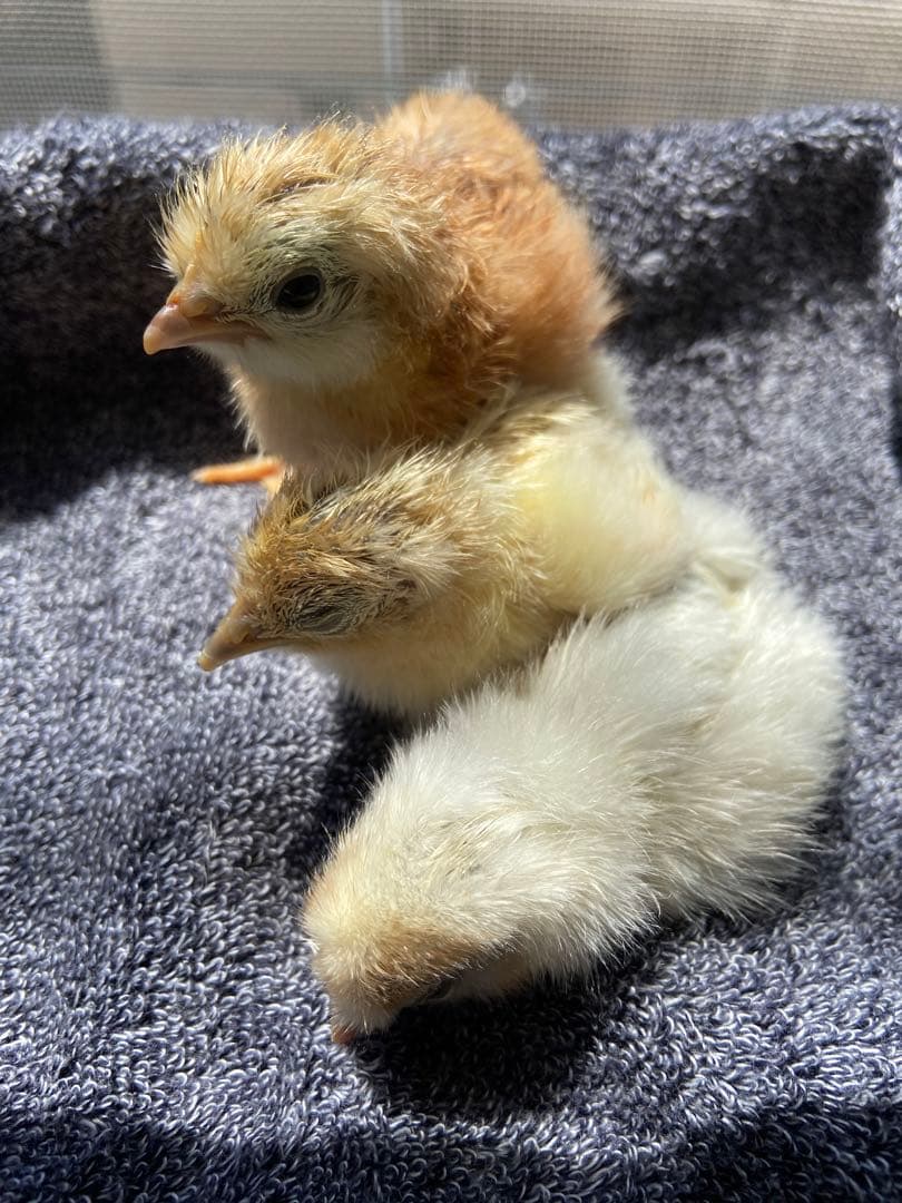自動孵卵器HHD 12 Egg Incubator