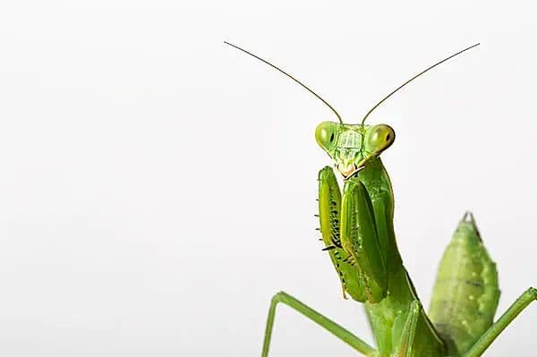 アルビナスのデモテープ