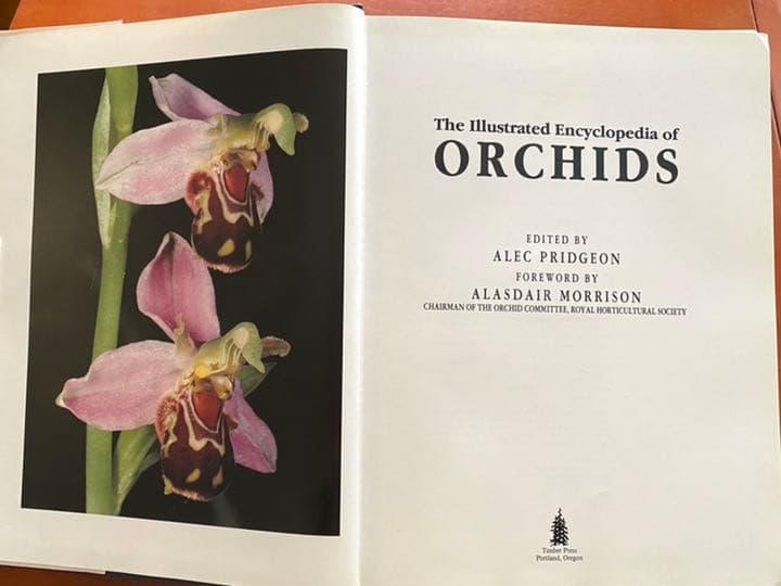 『ORCHIDS』ALEC PRIDGEON