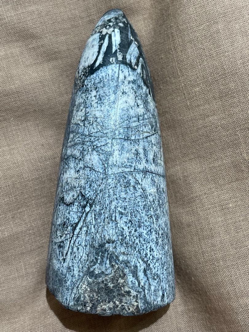 y*u様 博物館級　最恐　古代クジラ　リヴィアタンメルビレイ　歯　化石　鉱物