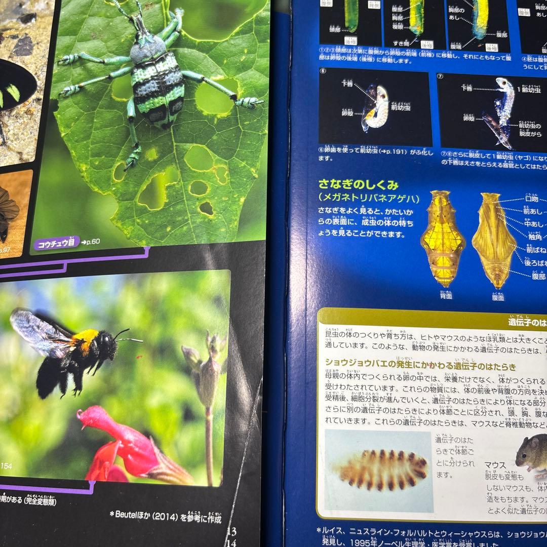 5524YM◎小学館の図鑑NEO 昆虫2、イモムシとケムシなど9冊セット