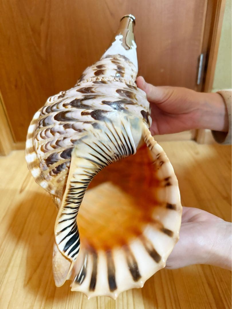 大型修験道法螺貝38.5㎝　山伏　密教　魔除け　熊よけ❣️ホラガイ　ほら貝