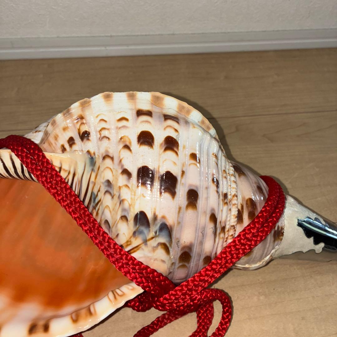 修験道法螺貝　赤紐付き　ほら貝　ホラガイ