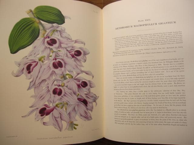 Select Orchidaceous Plants　Robert Warner