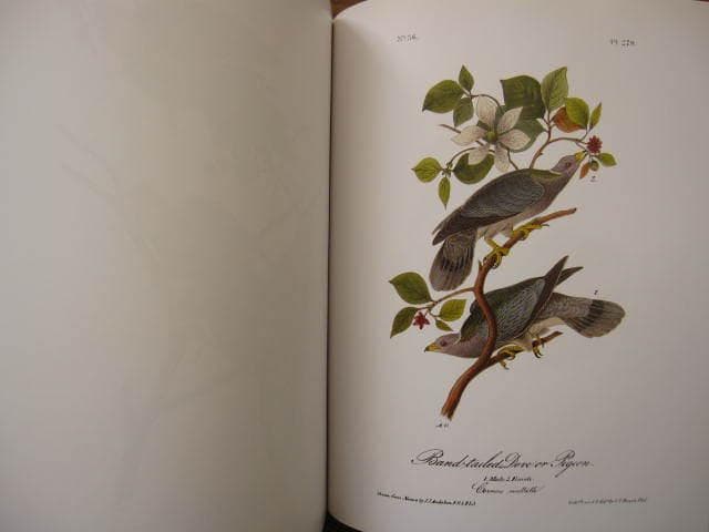 Audubon Birds : 版画 / 野鳥 / Botanical Art