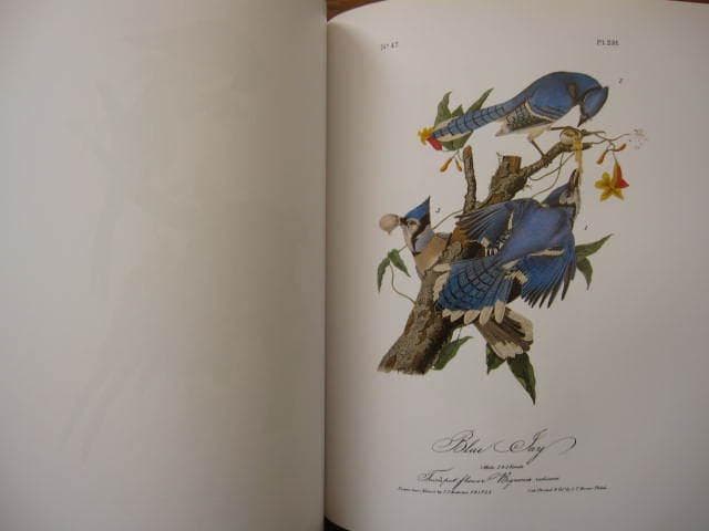 Audubon Birds : 版画 / 野鳥 / Botanical Art