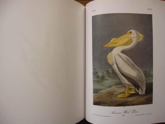 Audubon Birds : 版画 / 野鳥 / Botanical Art