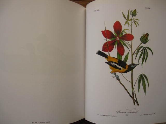 Audubon Birds : 版画 / 野鳥 / Botanical Art