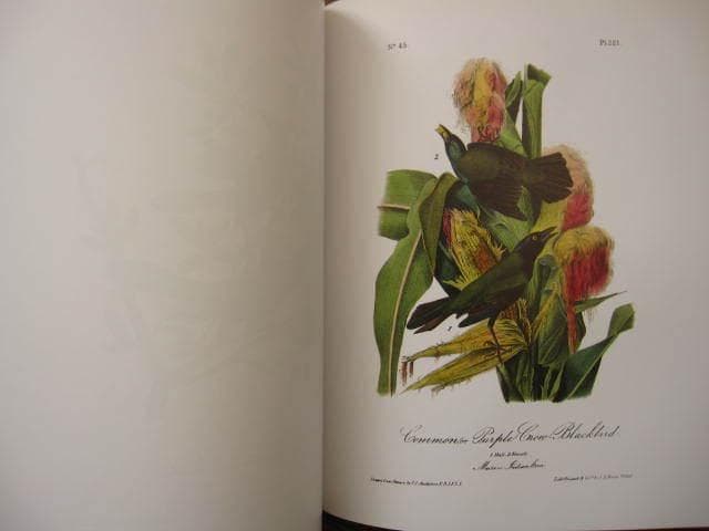 Audubon Birds : 版画 / 野鳥 / Botanical Art