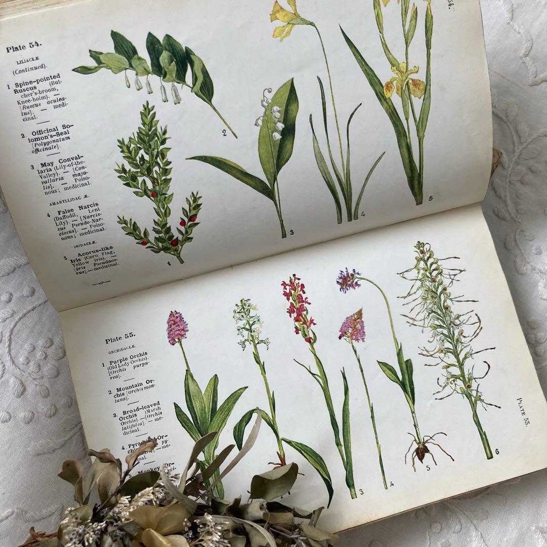 L932 洋書古書　1925年発行　繊細な植物画が美しいアンティーク植物図鑑
