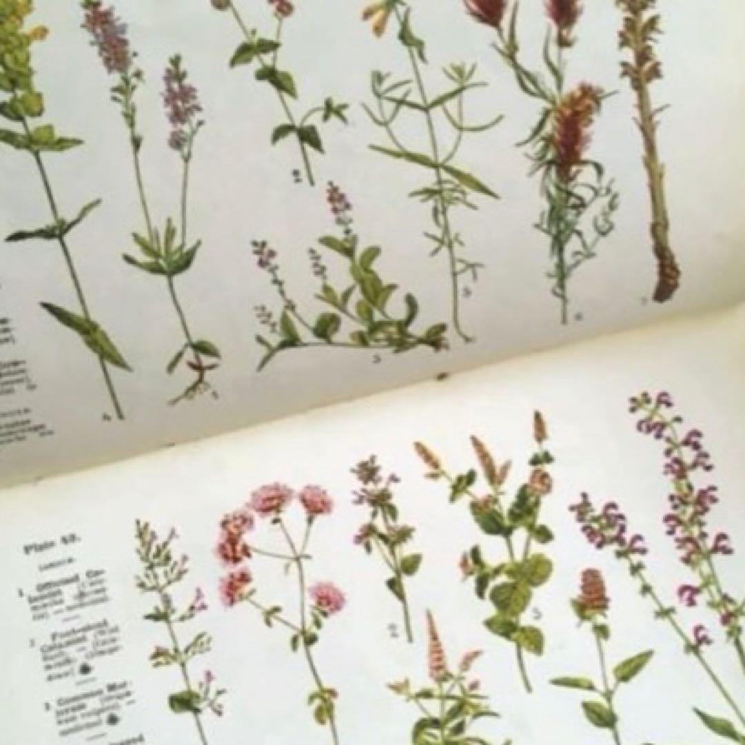 L932 洋書古書　1925年発行　繊細な植物画が美しいアンティーク植物図鑑