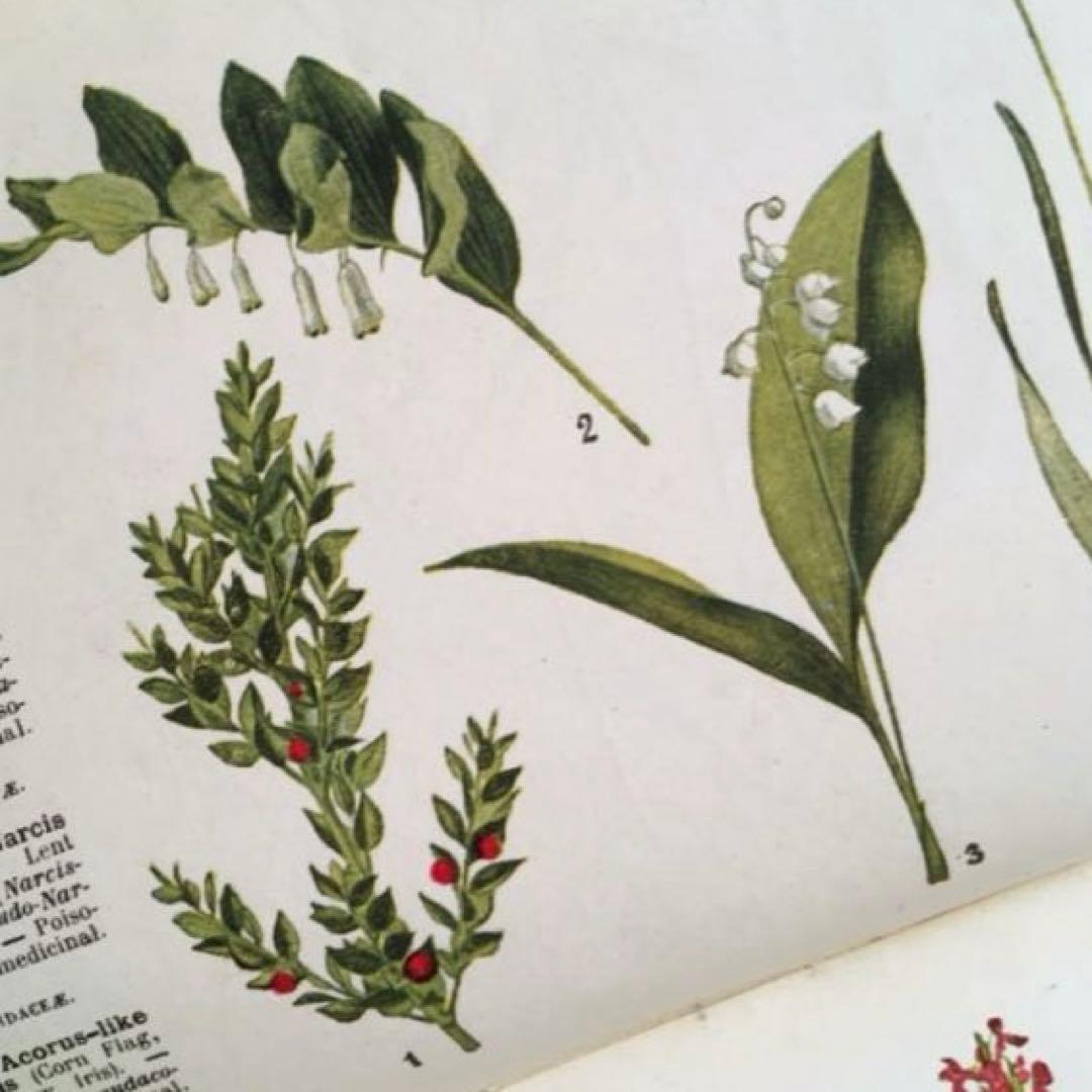 L932 洋書古書　1925年発行　繊細な植物画が美しいアンティーク植物図鑑
