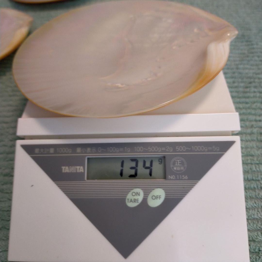 シェルプレート　天然貝皿 5枚セット 14.5cm