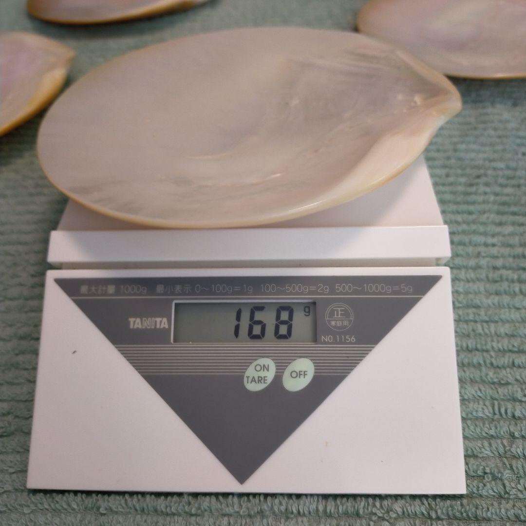 シェルプレート　天然貝皿 5枚セット 14.5cm