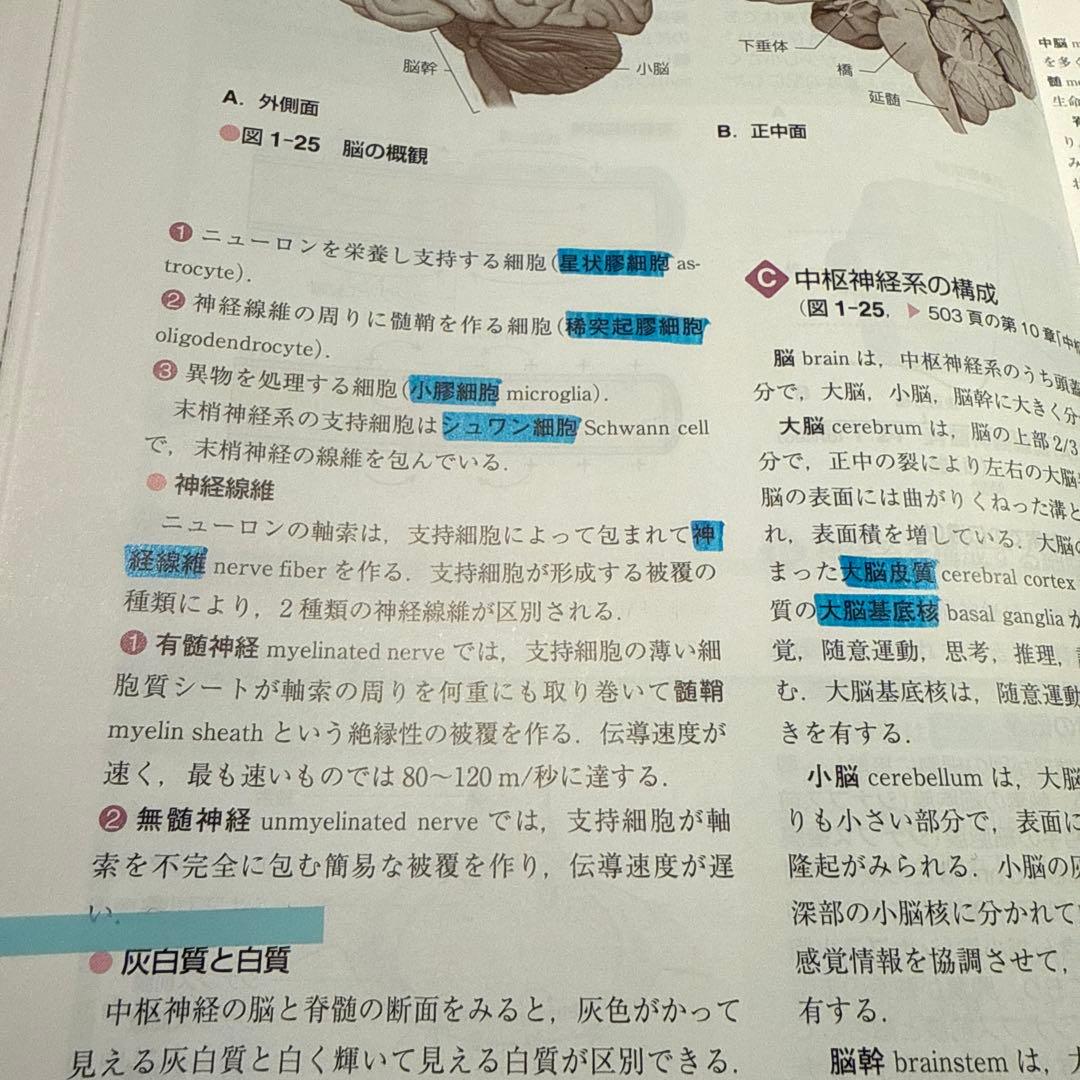 標準解剖学