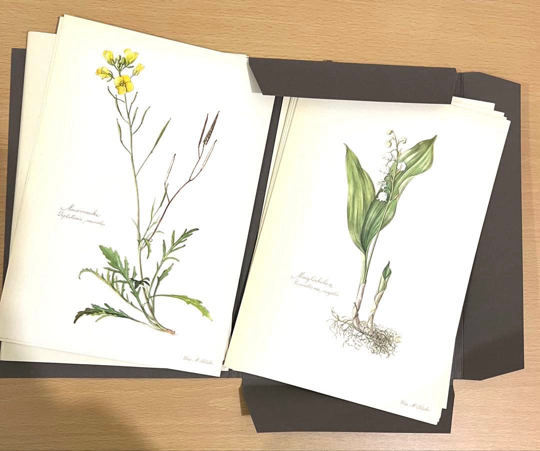 No.289ドイツ ビンテージ 紙もの ボタニカルアート 植物図鑑 水彩画