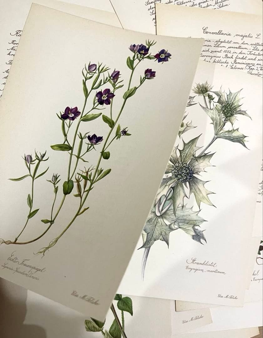 No.289ドイツ ビンテージ 紙もの ボタニカルアート 植物図鑑 水彩画