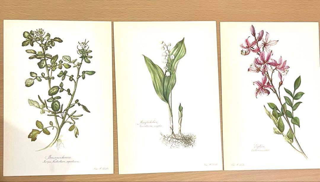 No.289ドイツ ビンテージ 紙もの ボタニカルアート 植物図鑑 水彩画