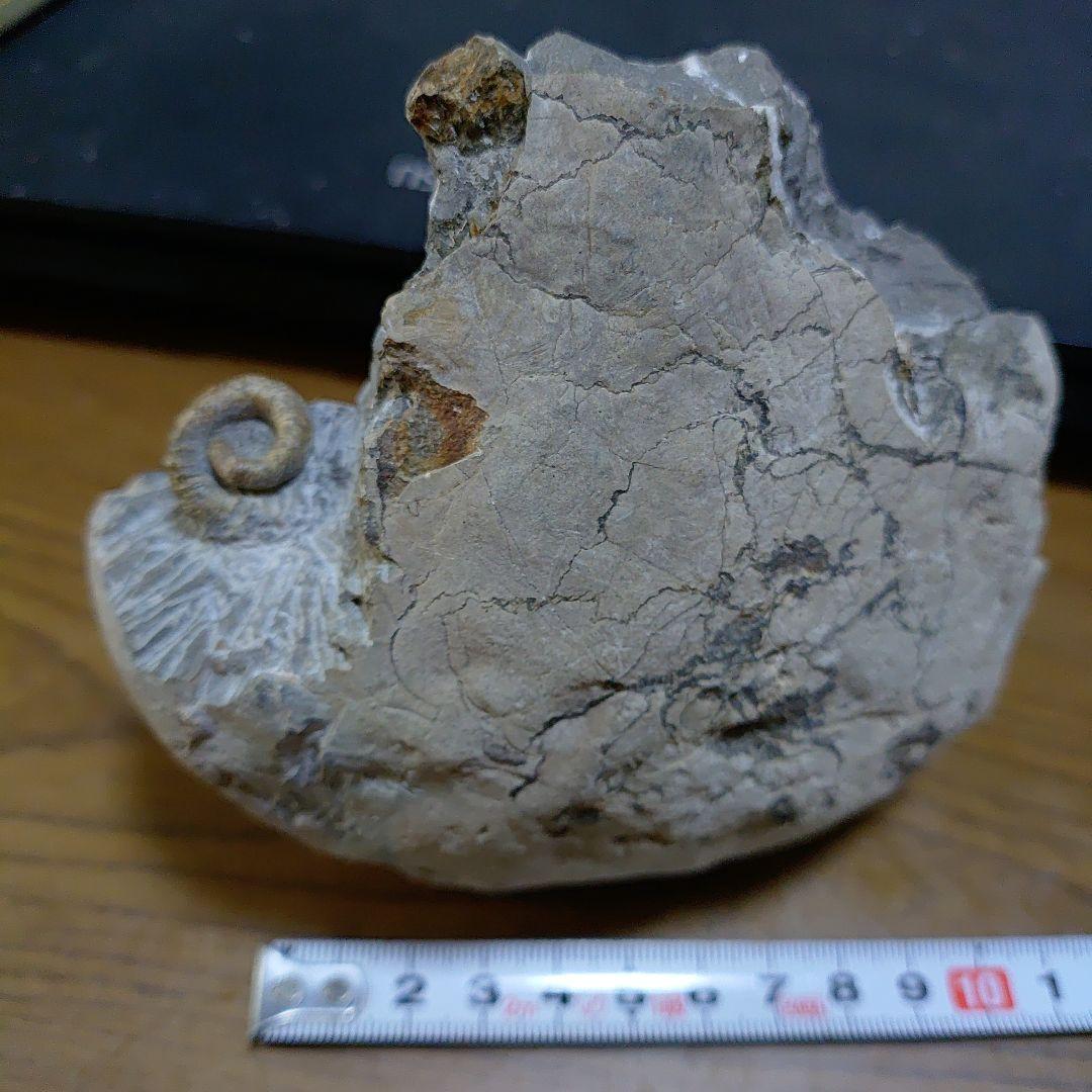 北海道アンモナイト ムラモトセラス