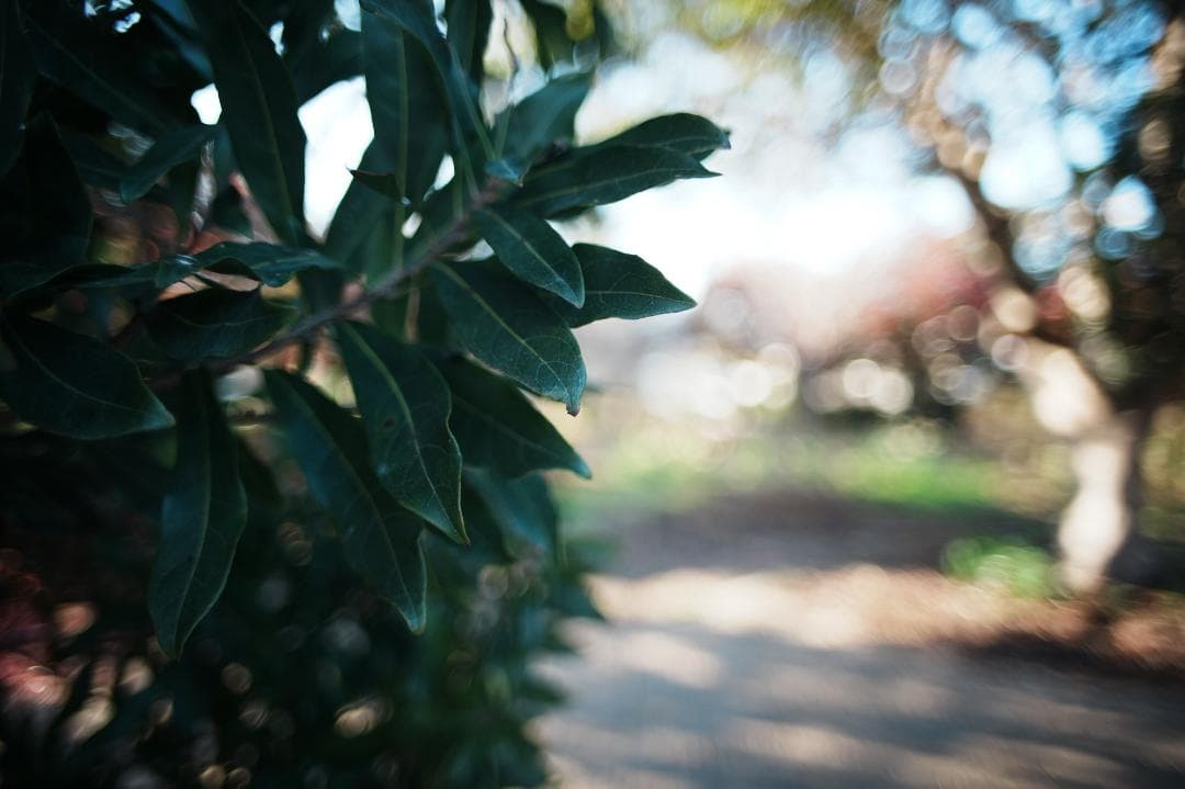 希少【整備＆テスト済】Canon New FD 24mm F2 238
