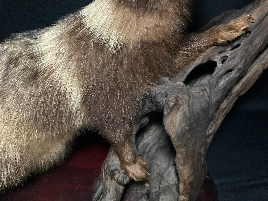 狸の剥製