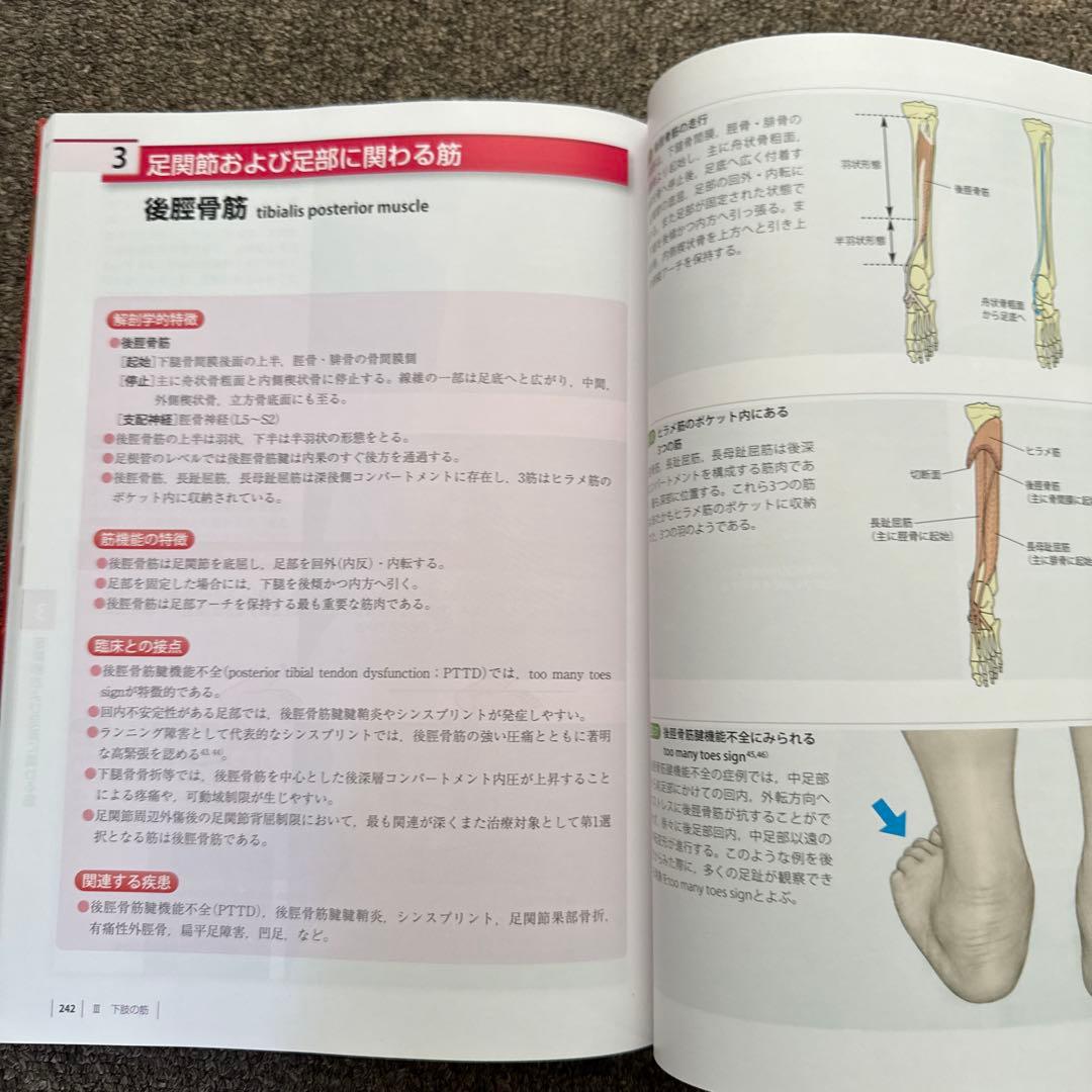 運動療法のための機能解剖学的触診技術セット