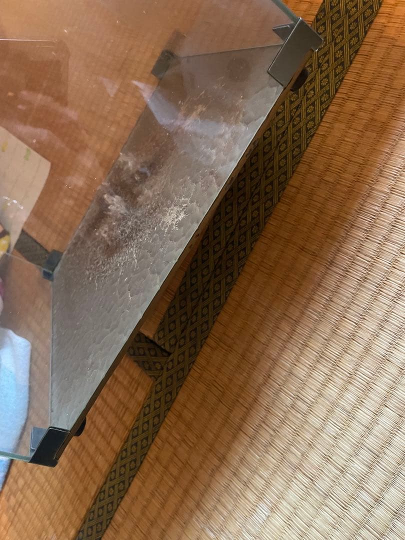 コブラとマングース　剥製