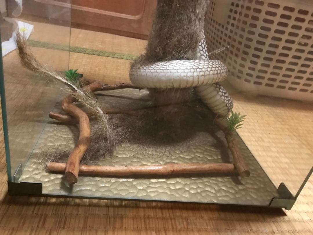 コブラとマングース　剥製