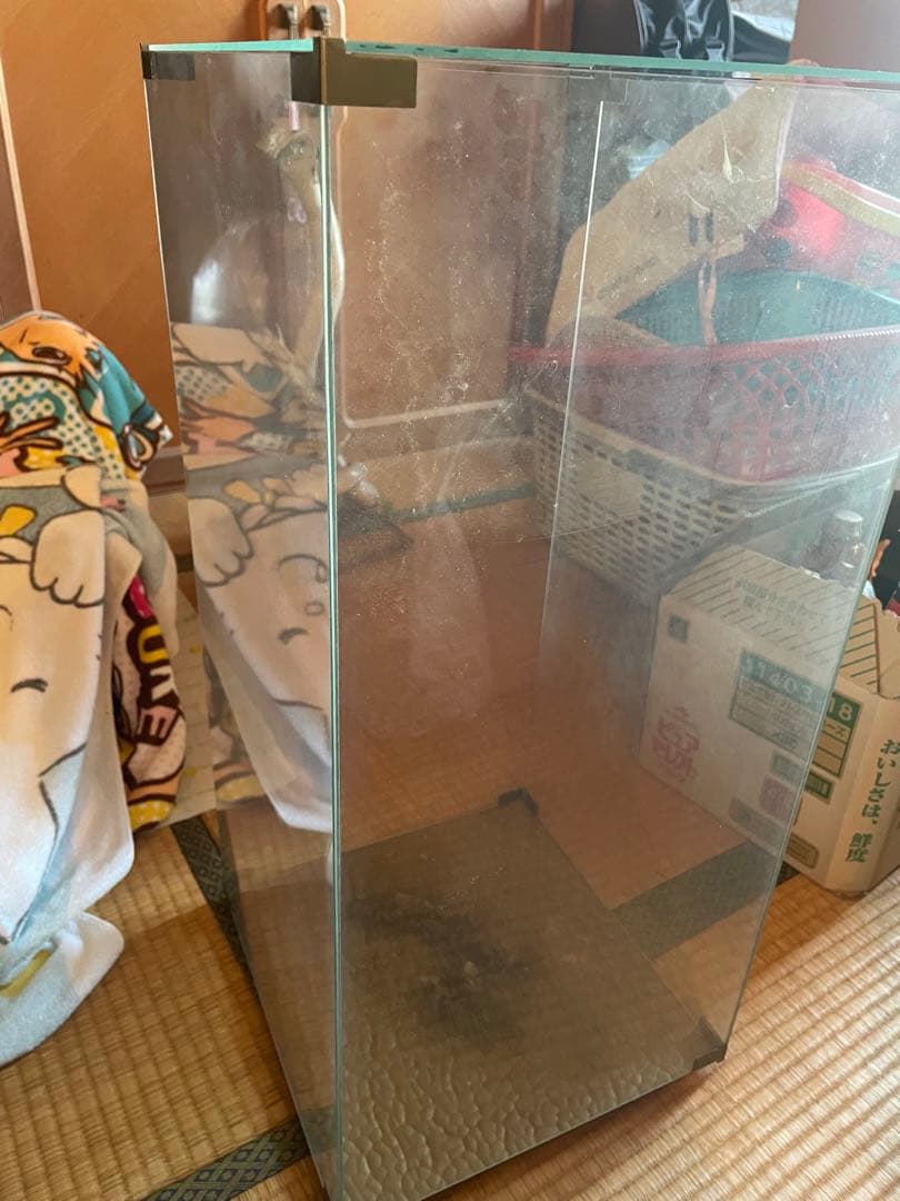 コブラとマングース　剥製