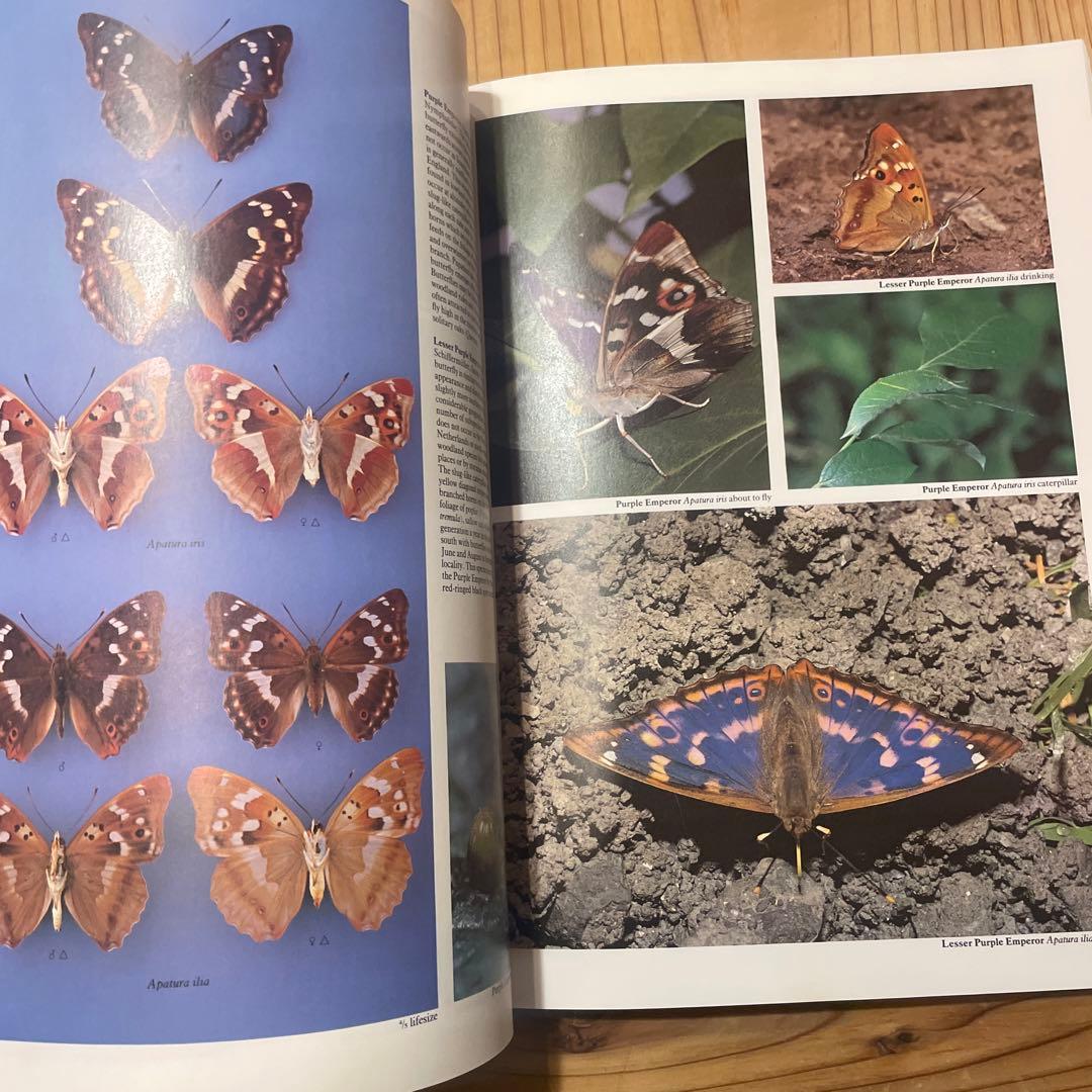 蝶　蛾　図鑑　洋書　バタフライ　Butterflies Moths