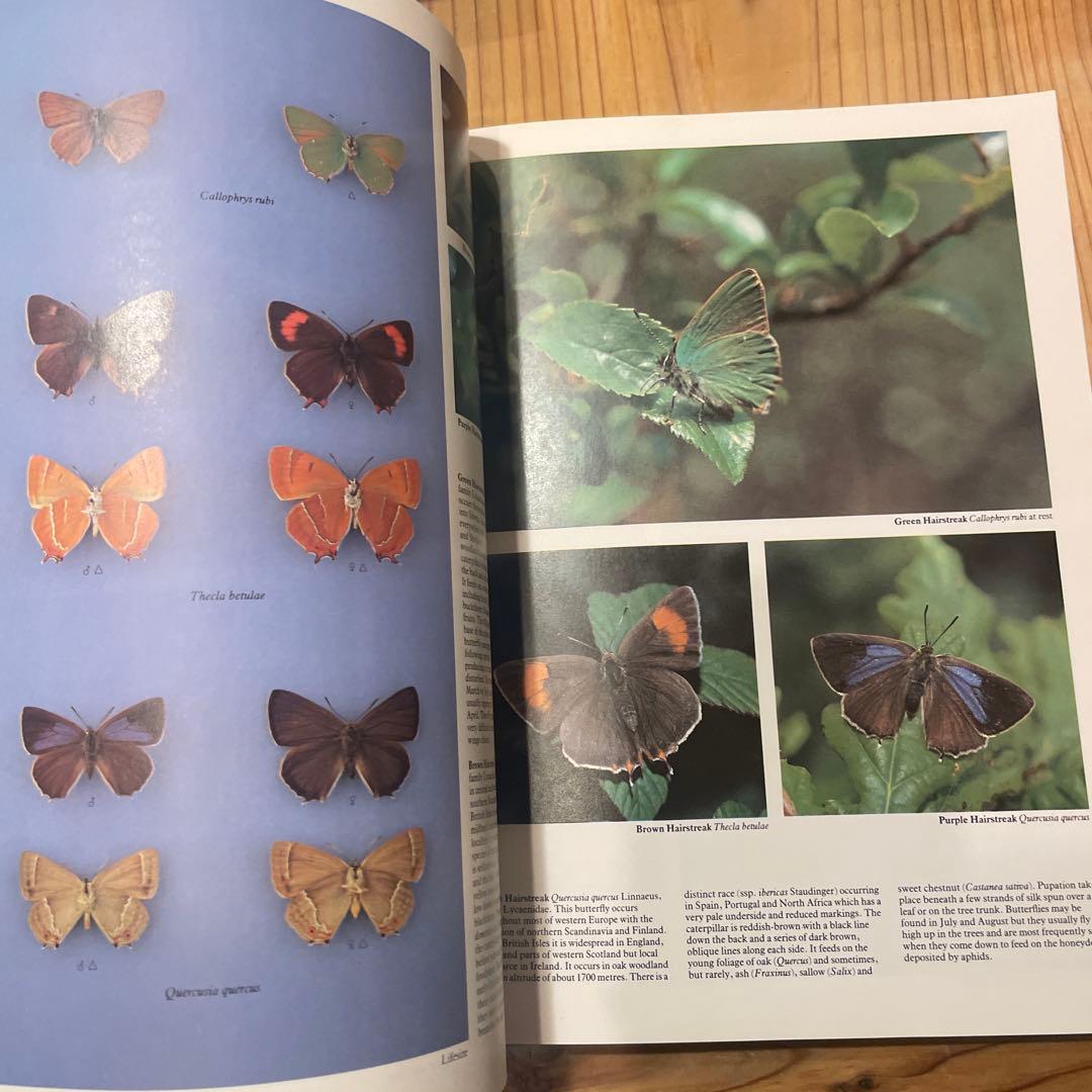 蝶　蛾　図鑑　洋書　バタフライ　Butterflies Moths