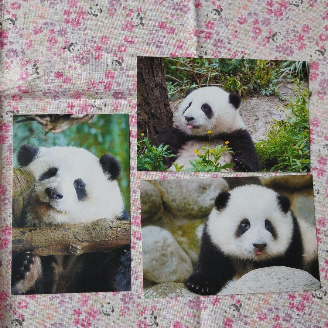 【レア品！新品•未使用品】和花ちゃん生誕5周年記念写真集「花花世界」