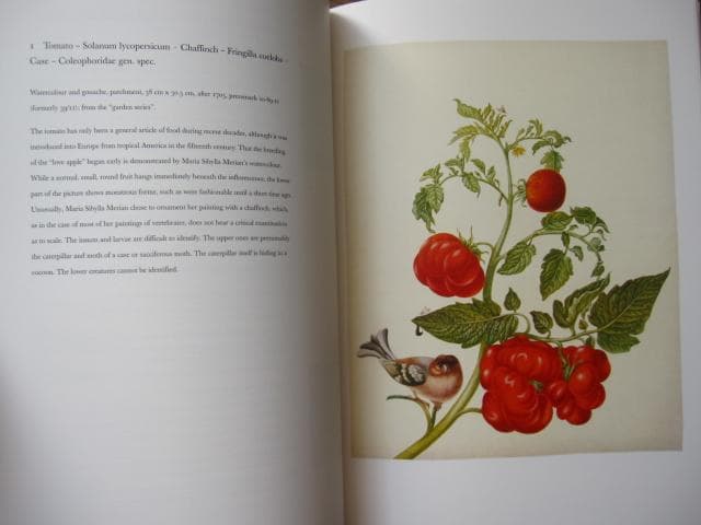Maria Sibylla Merian　マリア・ジビーラ・メーリアン