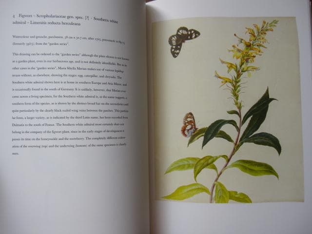 Maria Sibylla Merian　マリア・ジビーラ・メーリアン