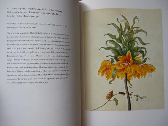 Maria Sibylla Merian　マリア・ジビーラ・メーリアン