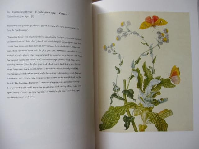 Maria Sibylla Merian　マリア・ジビーラ・メーリアン