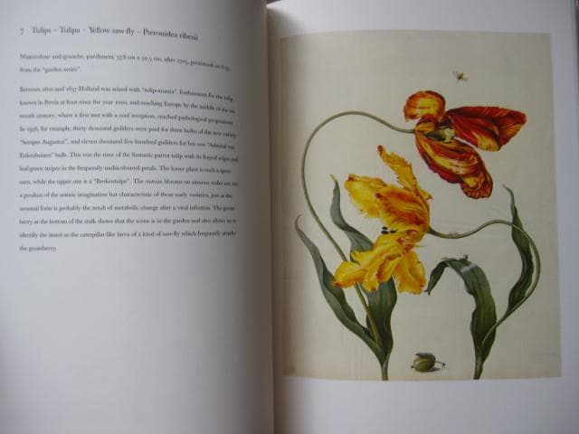 Maria Sibylla Merian　マリア・ジビーラ・メーリアン